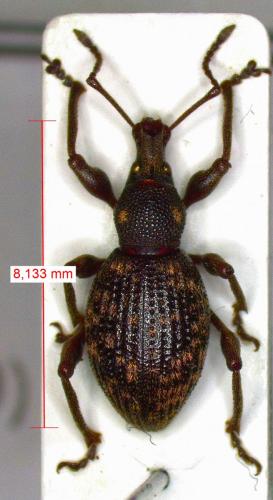 Otiorhynchus guttula